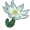 Tian Shi Cao - Roco Kingdom: World Gathering item image